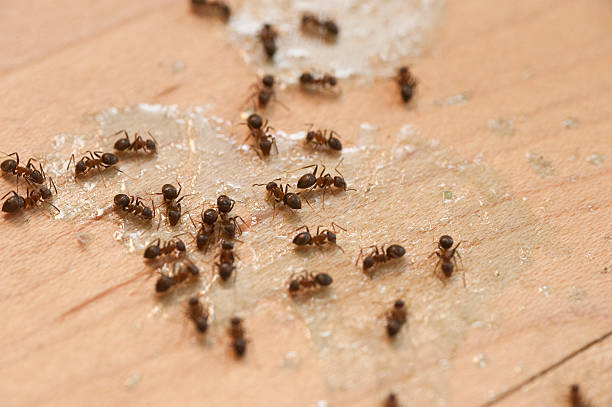Best Best Pest Control Companies  in Dilworthtown, PA